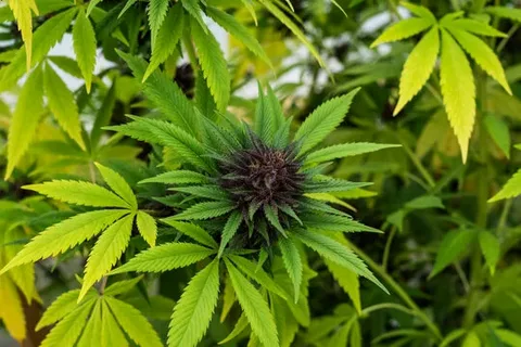 Sativa