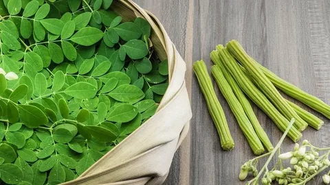 moringa